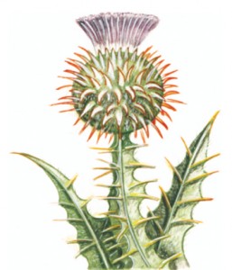 Large Thistle for web